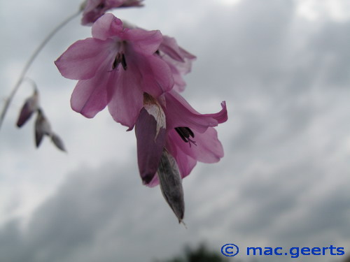 Dierama mossii